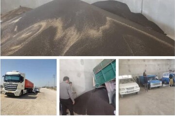 جمع‌آوری کامل کلزای تولیدی استان بوشهر