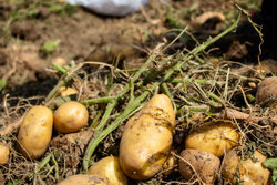 اولین جلسه کارگروه ذخایر احتیاطی سیب‌زمینی در کرمانشاه برگزار شد