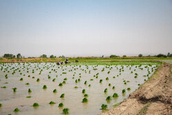 برنج و چای کشاورزان با نرخ ترجیحی توسط پست توزیع می‌شود