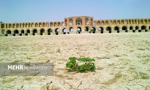 درختان کهنسال اصفهان از رنج بی آبی زایندهرود میخشکند
