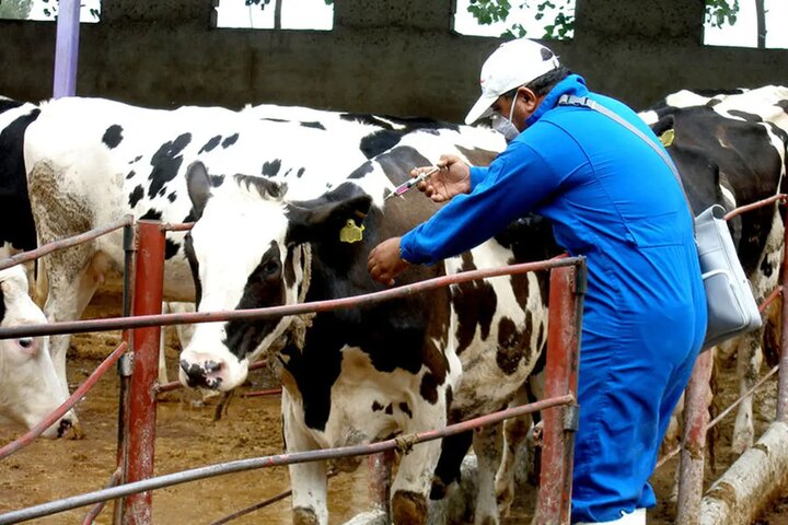 رونق تحقیقات دامپروری در کشور با بیش از ۲۰۰۰ طرح تحقیقاتی جدید