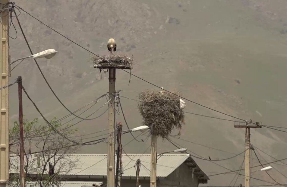 اینجا لک‌لک‌ها کوچ را فراموش کردند!