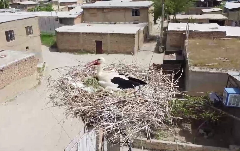 اینجا لک‌لک‌ها کوچ را فراموش کردند!