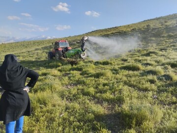 مبارزه با آفت ملخ بومی و مراکشی در ۵۰۰۰ هکتار از اراضی اصفهان