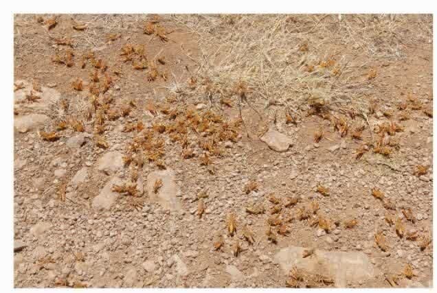 مبارزه با آفت ملخ بومی و مراکشی در ۵۰۰۰ هکتار از اراضی اصفهان