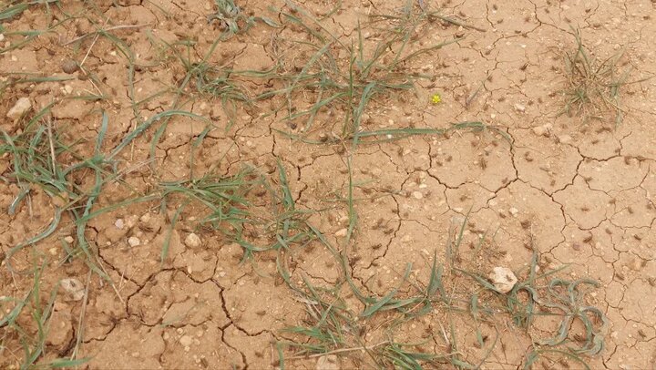 مبارزه با آفت ملخ بومی و مراکشی در ۵۰۰۰ هکتار از اراضی اصفهان