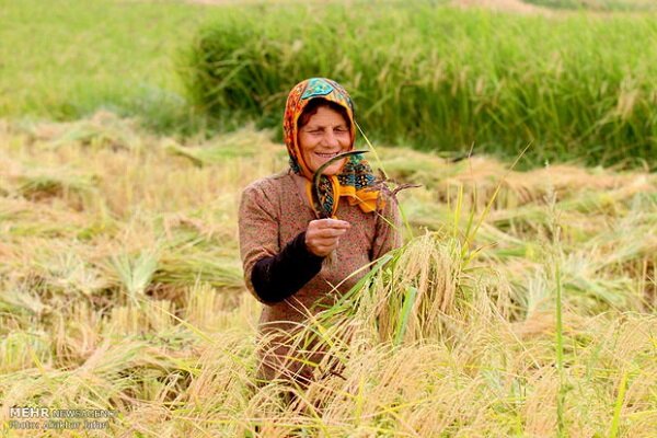 زنان و رسانهها دو رکن اساسی برای عبور از بحرانهای کشاورزی هستند