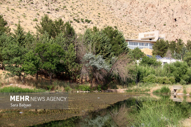 رقص امید در «لانه ماران»؛ نبض حیات به رگ‌های تالاب  هشیلان بازگشت