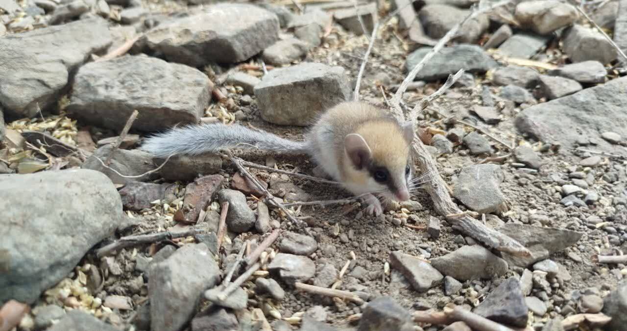 پارك،سالوك،حفاظت،ثبت،ملي،شكاريان