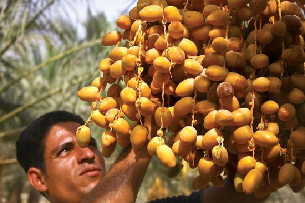 رطب،ميناب،برداشت،شهرستان