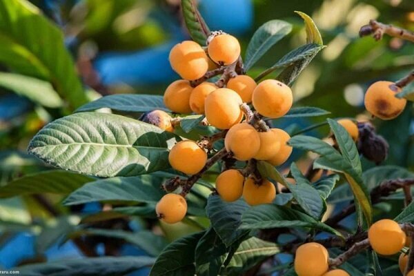 میوه‌ای برای تقویت ایمنی بدن و سلامت گوارش