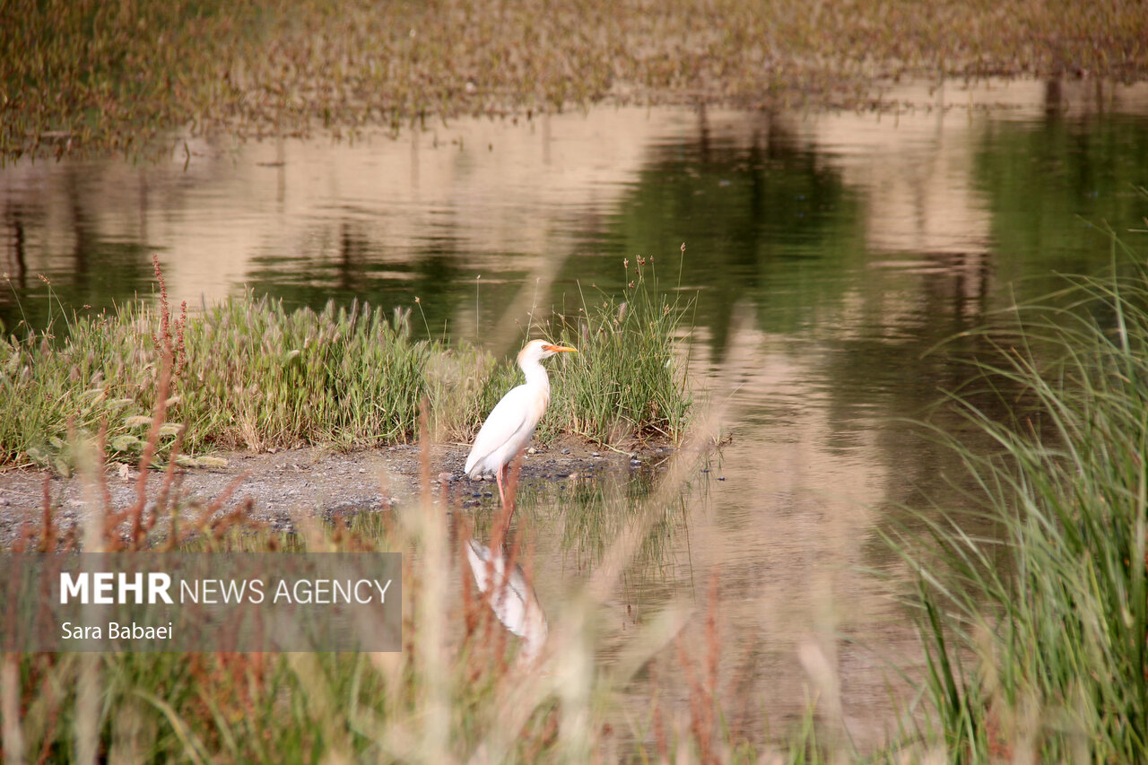 قائمی: تالاب‌های نقده دوباره آبگیری شدند؛ تالاب حسنلو احیا شد