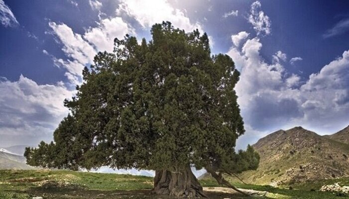 تسجيل أقدم شجرة في إيران كتراث وطني بعمر يقارب 3800 عام