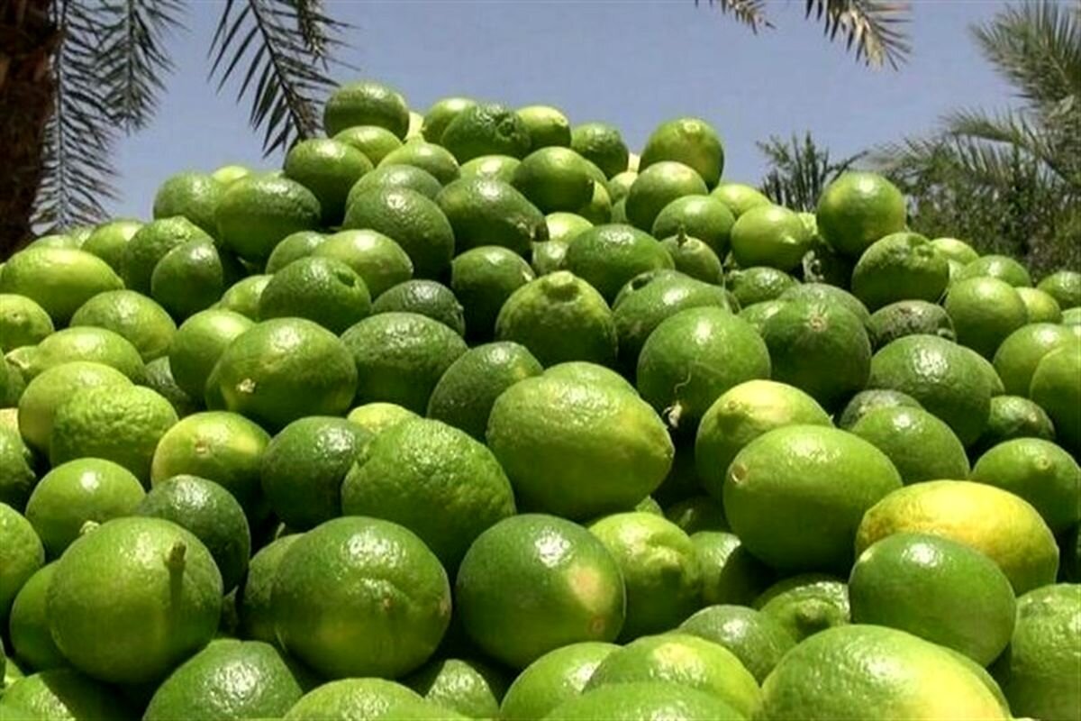 برداشت،ميناب،شهرستان،ليموترش