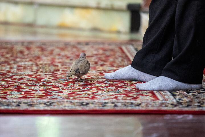 مراسم غبارروبی حرم حضرت عبدالعظیم حسنی (علیه‌السلام)