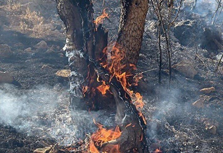 تلاش برای مهار آتش در جنگلهای مورانی؛ اعزام بالگرد در صورت تداوم حریق