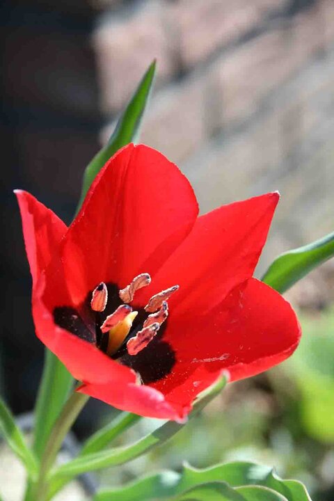 ادب فارسی و گلهایی که آن را آراستهاند؛ کدام گل در ادب فارسی «گل» است