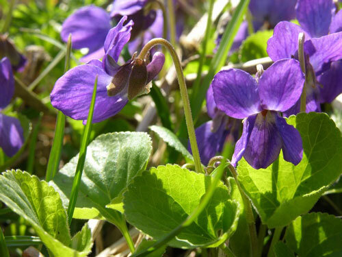 ادب فارسی و گلهایی که آن را آراستهاند؛ کدام گل در ادب فارسی «گل» است