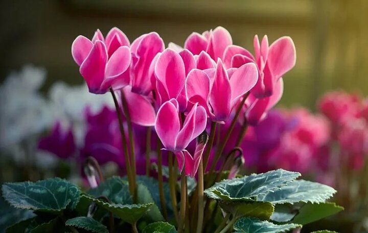 ادب فارسی و گلهایی که آن را آراستهاند؛ کدام گل در ادب فارسی «گل» است