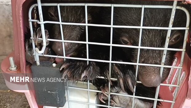 کشف قاچاق توله خرسهای کمیاب در خودروی سواری