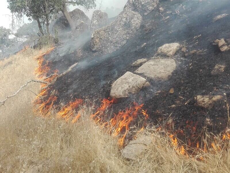 لزوم برنامه ریزی برای حفاظت از جنگلهای کردستان