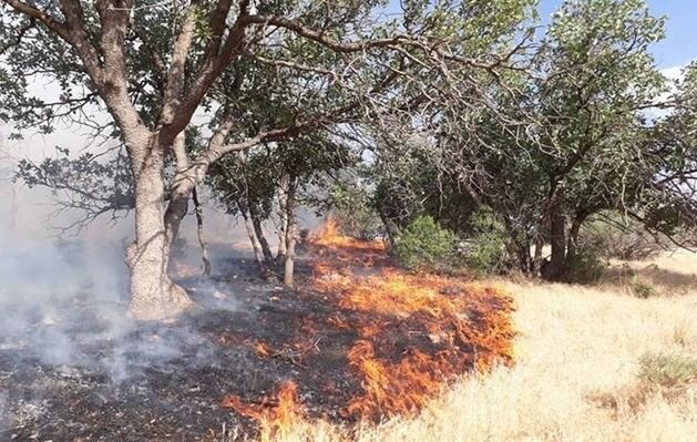 لزوم برنامه ریزی برای حفاظت از جنگلهای کردستان