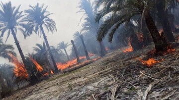 مهار آتش در باغ‌ها و نخیلات روستای پور احمدی حاجی آباد