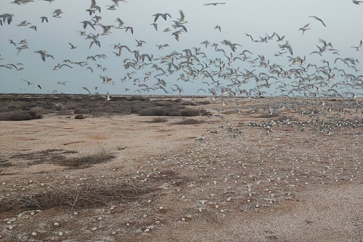 آماربرداری از پرندگان مهاجر تابستانگذران استان بوشهر آماربرداری از پرندگان مهاجر تابستانگذران استان بوشهر
