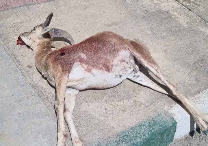 شکار آهو در شاهرود؛ شکارچی متخلف دستگیر شد