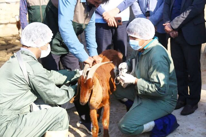حراست از سرمایه دامی استان  بوشهربا دقت و انسجام ادامه دارد