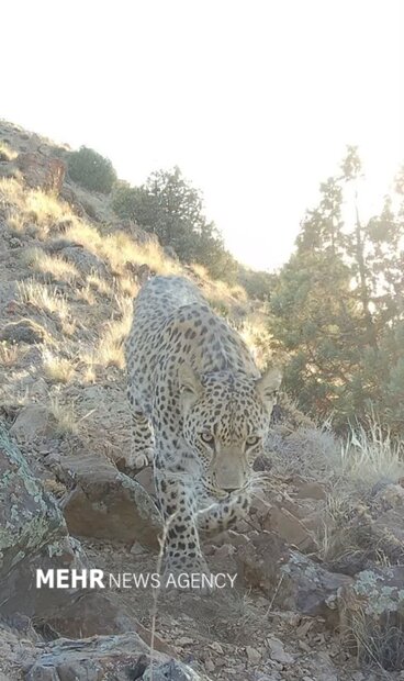 تصویربرداری از پلنگ در ارتفاعات رودافشان دماوند