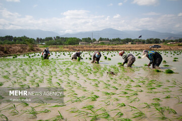 آمارهای نادرست تولید درباره برنج یکی از دلایل گرانی امروز است