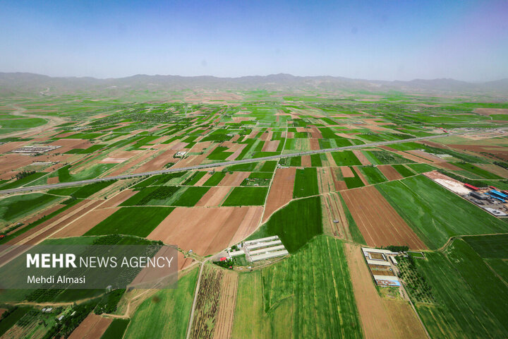فرش سبز زمین