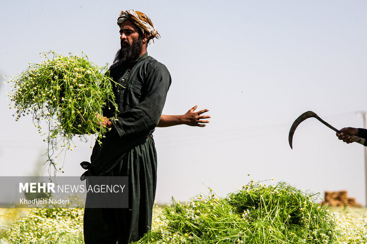 برداشت بابونه در اصفهان