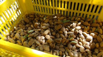 اجرای طرح ارقام امیدبخش بادام با هدف مقابله با سرمازدگی و آفات