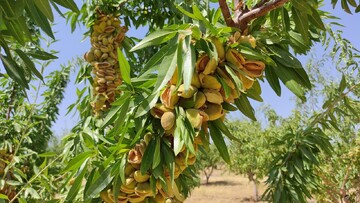 بادام چهارمحال و بختیاری؛ گنج سبز ایران بر بلندای جهانی