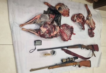 دستگیری شکارچی متخلف؛ ۲ گوسفند وحشی در توران شکار شد
