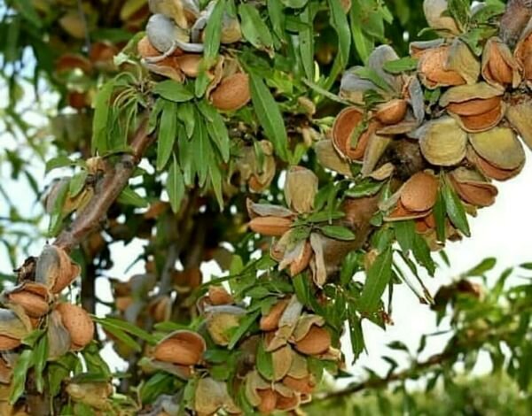 بادام چهارمحال و بختیاری؛ گنج سبز ایران بر بلندای جهانی