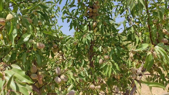 «بادام مامایی» گنجی در دل کوهستان