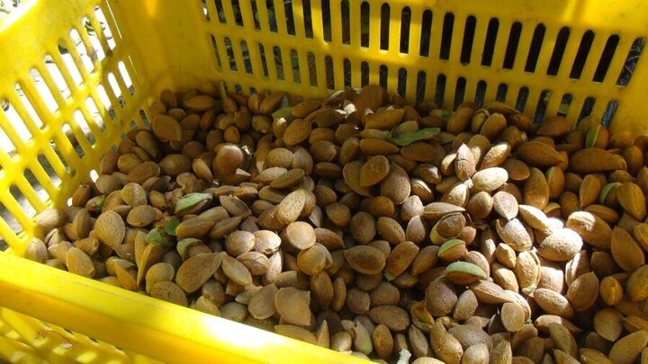 بادام چهارمحال و بختیاری؛ گنج سبز ایران بر بلندای جهانی