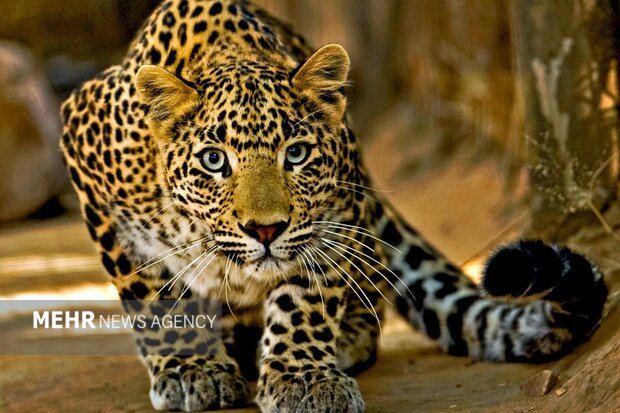 ثبت تصویر پلنگ ایرانی در توران شاهرود؛ طبیعت نفس میکشد