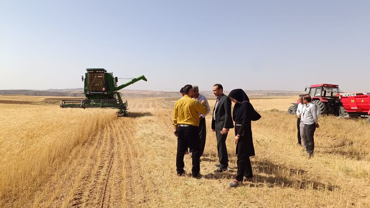 گندم،برداشت،بيجار،كاظمي،كشاورزان