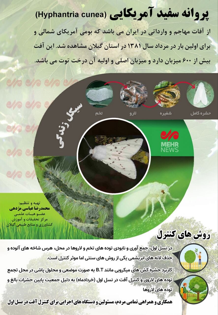 اینفوگرافیک| جزئیات مبارزه و کنترل آفت ناشی از پروانه سفید آمریکایی