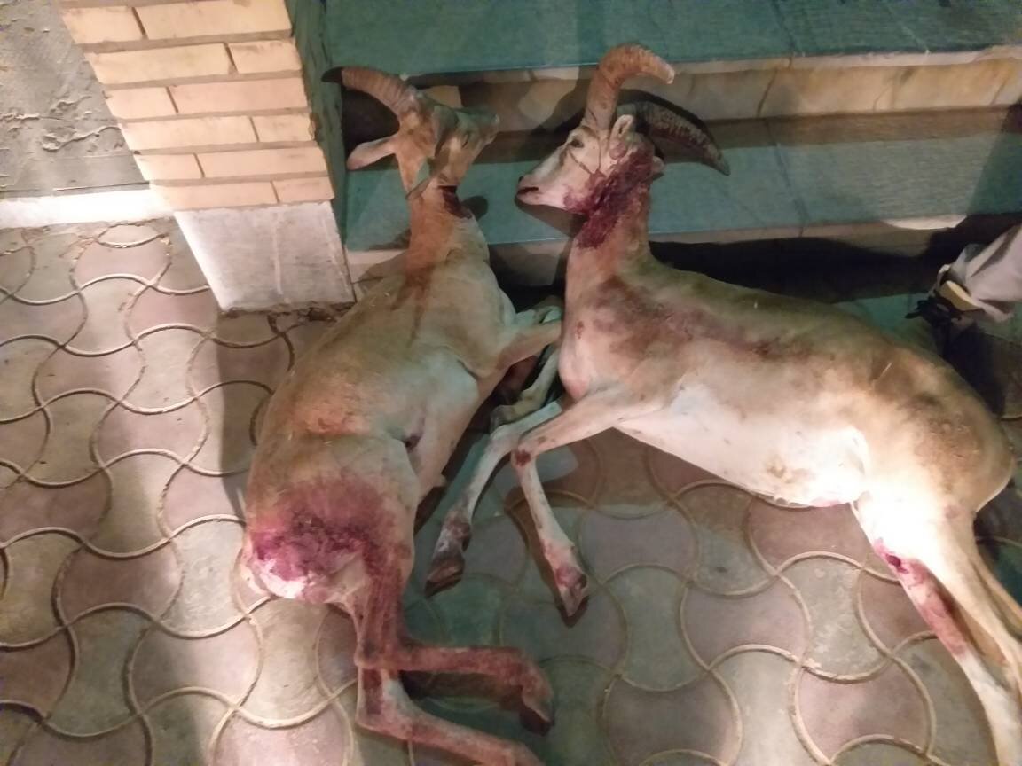 شكارچيان،محيط،سقز،يگان،حفاظت،زيست،منطقه