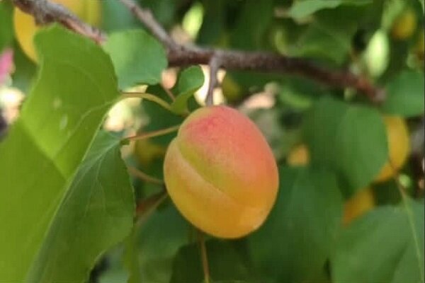 زردآلو،برداشت،چهارمحال،بختياري،هكتار،باغات،بهبود