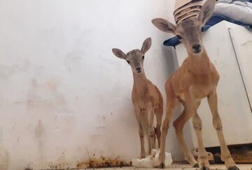 ۲ بره قوچ وحشی تحویل اداره محیط زیست دلیجان شدند