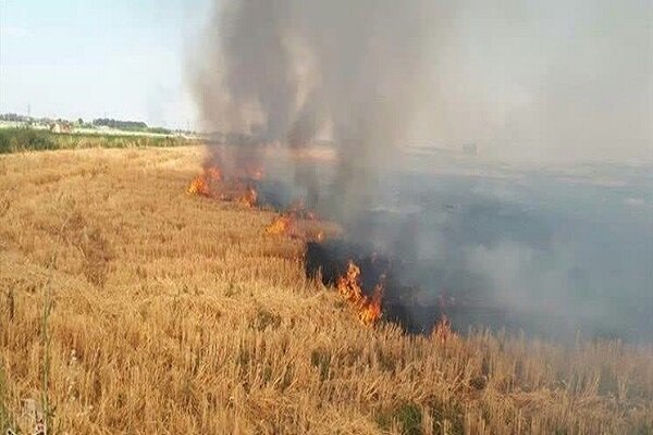 كلش،كاه،حفاظت،سوزاندن،مزارع،معرفي،كشاورزي،متخلفين