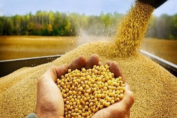 توزیع ۷۵ تن کالای اساسی برای حمایت از تولید کنندگان البرزی