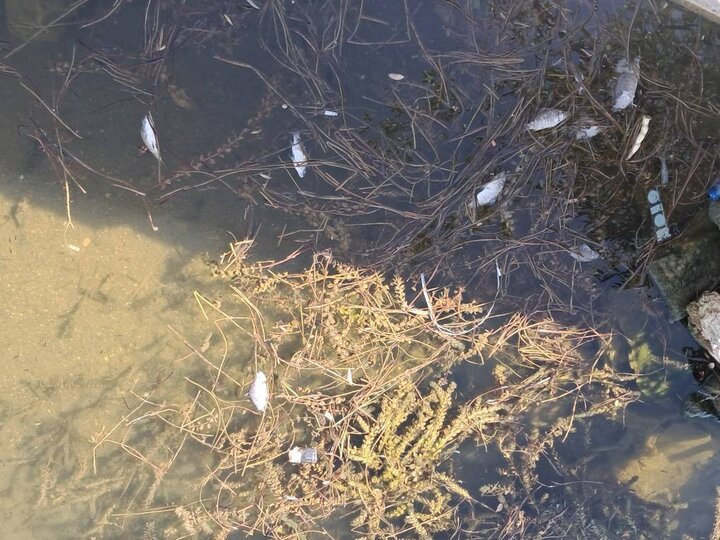 گرمای بیسابقه و کمبود اکسیژن، عامل مرگ ماهیان در تالاب زریبار