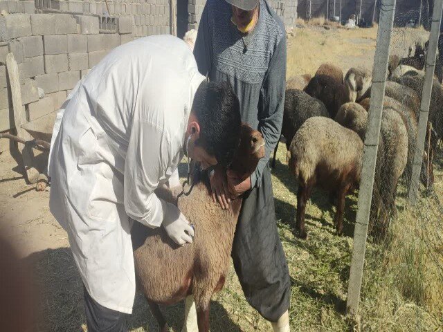 اردوی جهادی دامپزشکی در روستای شهابیه قروه برگزار شد